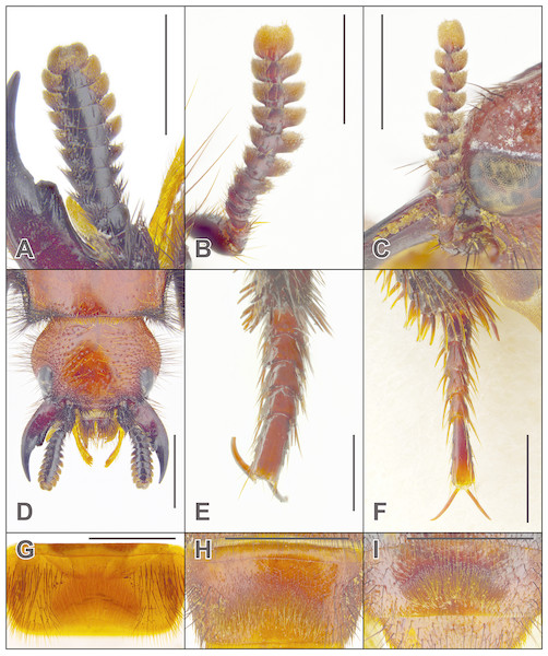 Antennae, dorsal head, metatarsus and male sternite VII in Haematodes species.