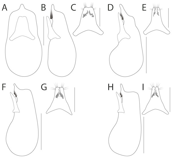Aedeagus in dorsal (A) and lateral (B, D, F, H) view, and paramere (C, E, G, I) of Haematodes species.