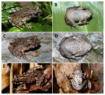 Description of two new sympatric species of the genus Leptolalax (Anura ...