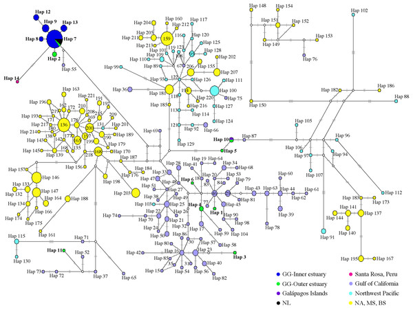 Median-joining network of common bottlenose dolphin mtDNA CR.