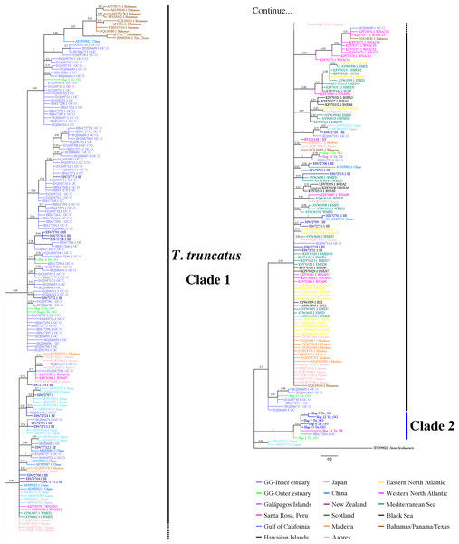 Bayesian phylogenetic tree showing the genetic divergence between sequences of the mtDNA CR of the estuarine bottlenose dolphin and other analyzed regions.