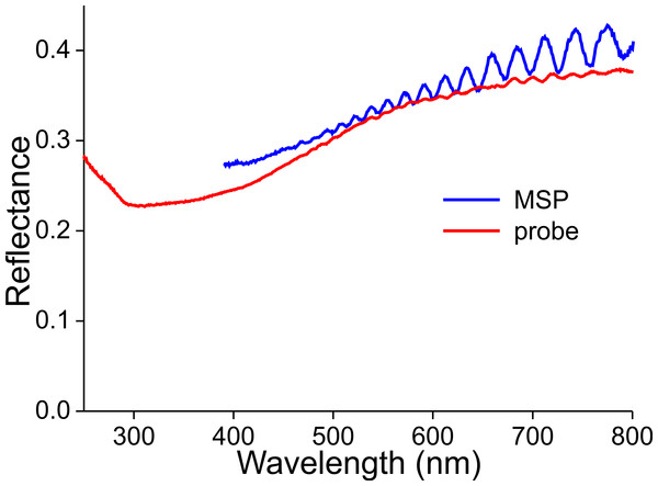Reflectance spectra of a denuded wing membrane measured with a microspectrophotometer (MSP) and a bifurcated probe (probe).