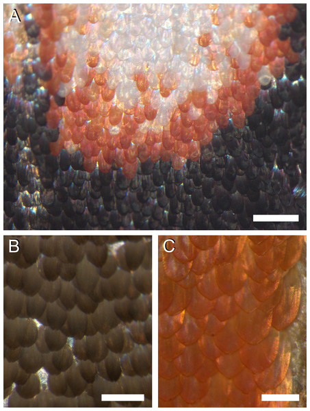 Photographs of the irregular distribution of the scales on the wing of P. archon.