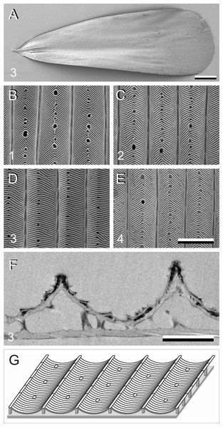 Electron micrographs of P. archon wing scales.