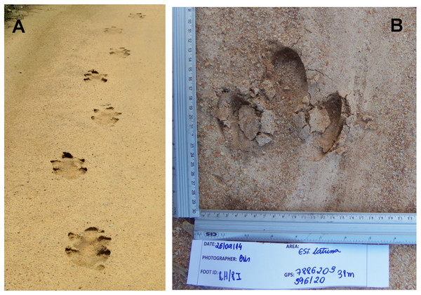 Lowland tapir trail and footprint.