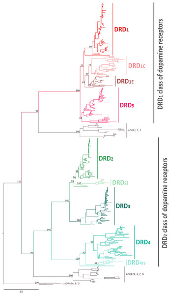 Maximum likelihood tree depicting evolutionary relationships among dopamine receptors in vertebrates.