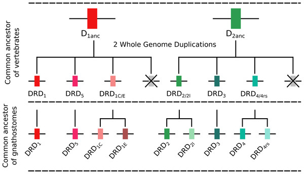 An evolutionary hypothesis regarding the origin of dopamine receptor genes in vertebrates.