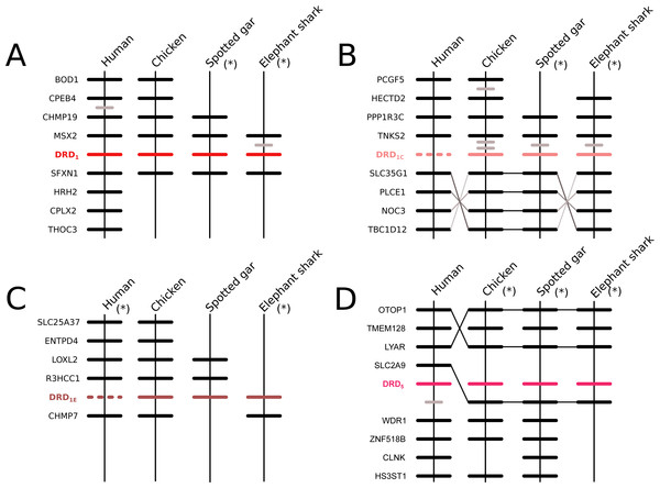 Patterns of conserved synteny in the chromosomal regions that harbor the DRD1 class of dopamine receptors.