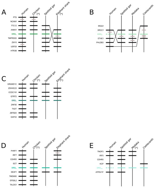 Patterns of conserved synteny in the chromosomal regions that harbor the DRD2 class of dopamine receptors.