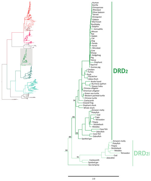Maximum likelihood trees depicting evolutionary relationships among DRD2 and DRD2l dopamine receptors in vertebrates.