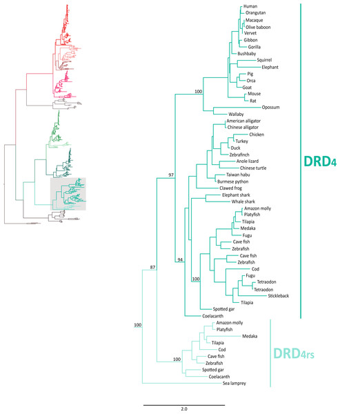 Maximum likelihood trees depicting evolutionary relationships among DRD4 and DRD4rs dopamine receptors in vertebrates.