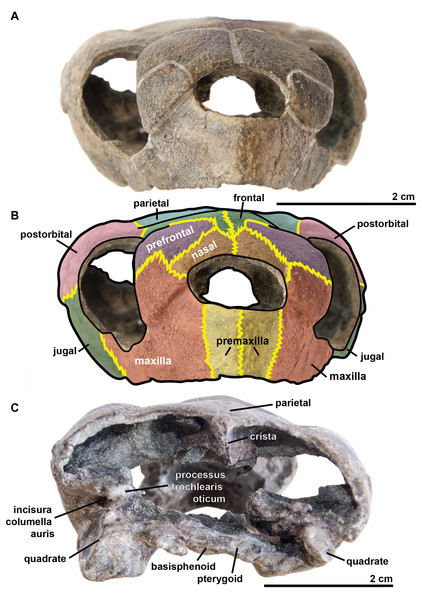 Skull of the holotype (UJF-ID.11167) of Rhinochelys amaberti in (A, B) anterior and (C) posterior views.
