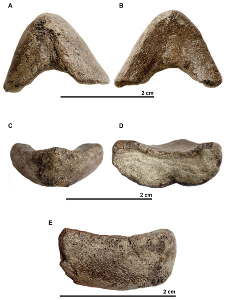 Symphyseal region of dentaries assigned to the skull of the holotype (UJF-ID.11167) of Rhinochelys amaberti in (A) ventral view, in (B) dorsal view, in (C) anterior view, in (D) posterior view, and in right (E) lateral view.
