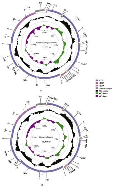 Mitochondrial genome maps of P. polyacantha (A) and T. hauseri (B).