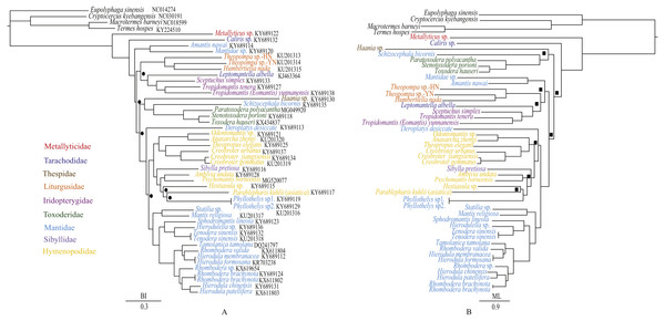 Phylogenetic relationships of Mantodea inferred from BI analysis (A) and ML analysis (B).