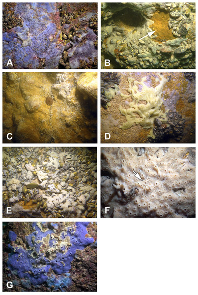 Sponges from the Tulenova Cave.