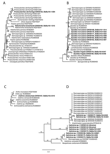 Excerpts from the Maximum Likelihood phylogenetic reconstructions of in total 1,108 sequences in 28S rDNA (C-region) for species collected in the Bulgarian caves.