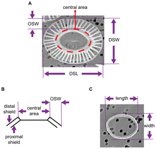 Geometry of coccoliths and proto-coccoliths.