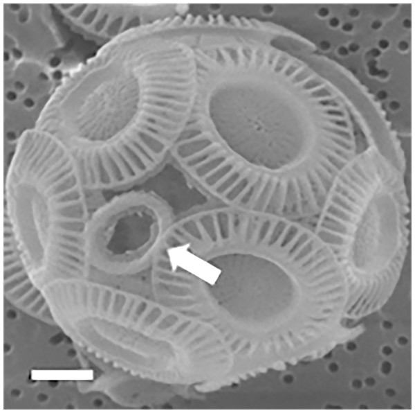 Coccosphere of E. huxleyi with an incomplete coccolith.