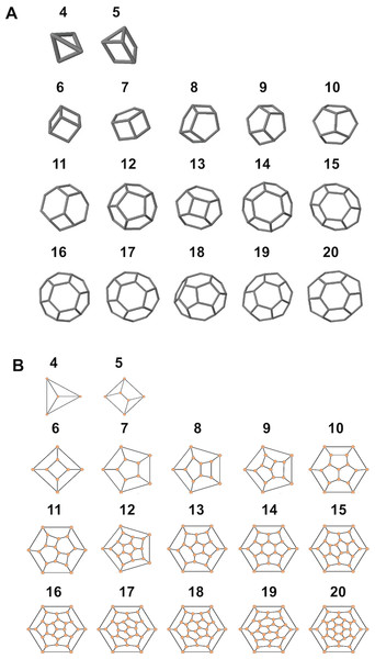 Simulated structures of typical coccospheres.