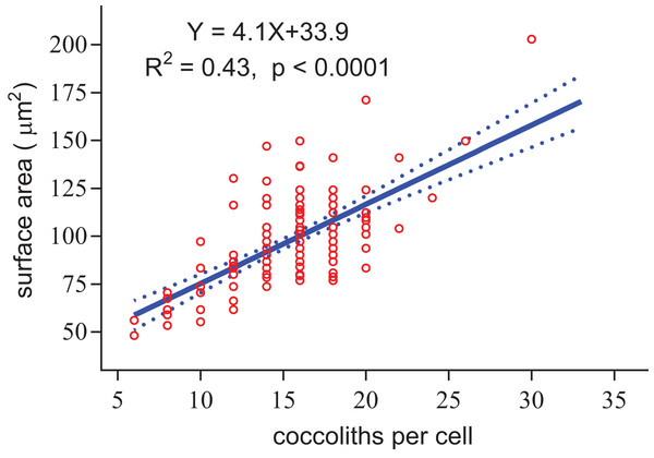 Positive linear relationship between coccoliths per cell and coccosphere surface area.