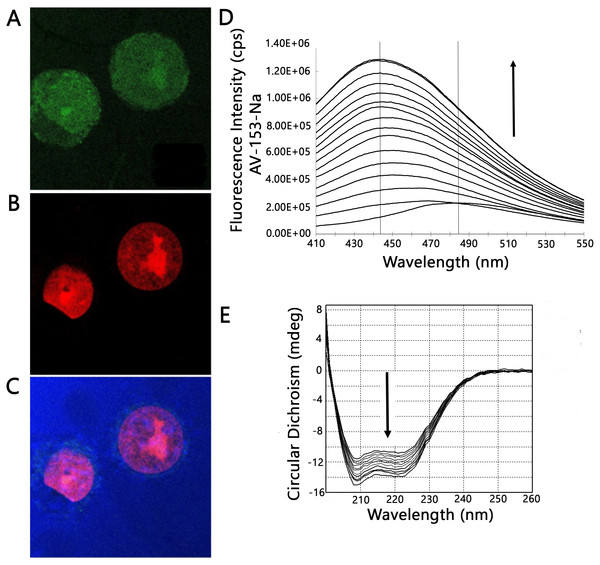 Confocal microscopy and protein binding assay.