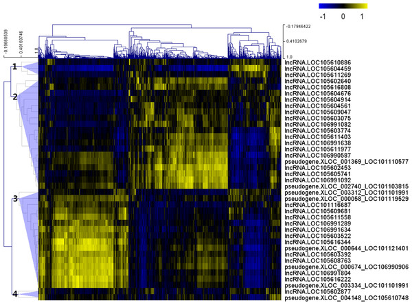 Correlation r-value clustering heat map perform by MultiExperiment Viewer showing the co-expression patterns of differentially expressed lncRNAs.