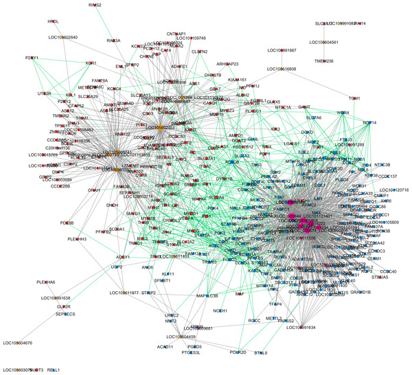 Merged lncRNA–gene interaction network created with Cytoscape.