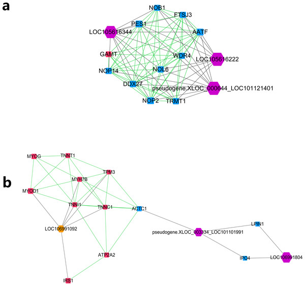 Module analysis performed by plugin MCODE of CytoScape on merged lncRNA–gene interaction network.