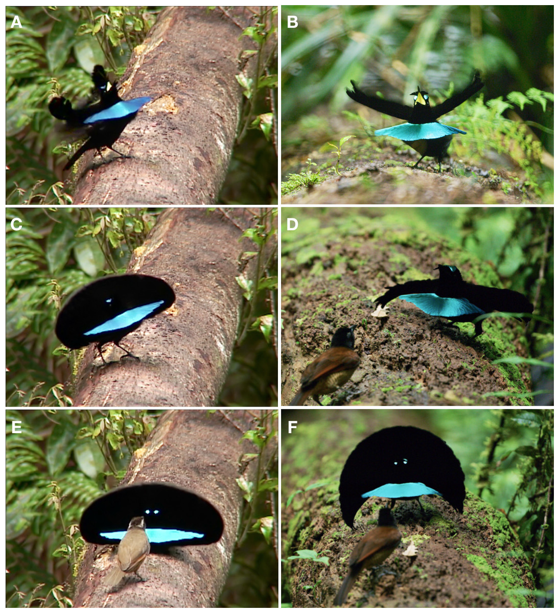 Distinctive Courtship Phenotype Of The Vogelkop Superb Bird Of Paradise Lophorina Niedda Mayr 1930 Confirms New Species Status Peerj