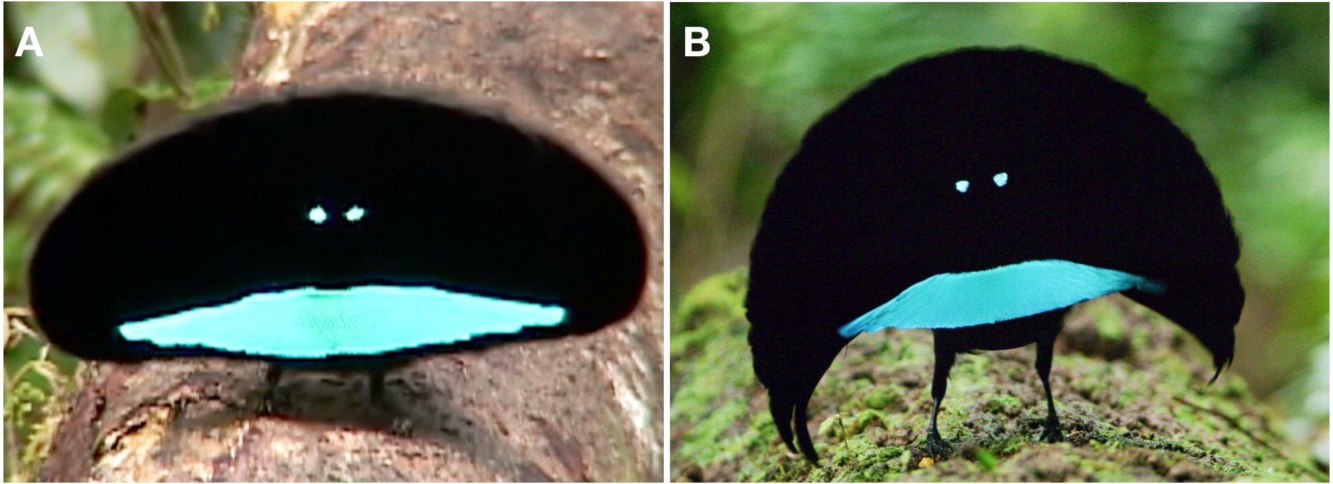 Distinctive Courtship Phenotype Of The Vogelkop Superb Bird Of Paradise Lophorina Niedda Mayr 1930 Confirms New Species Status Peerj