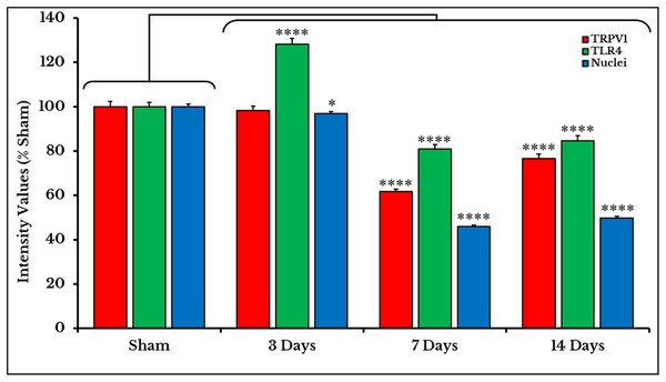 Quantifying PIVs of TRPV1 and TLR4 +IR cells in DRGs of sham and cancer animals (after 3, 7 and 14 days of injection).