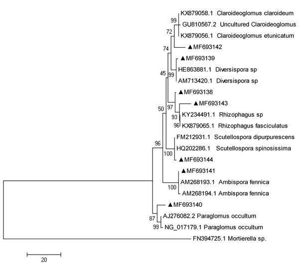 Phylogenetic tree inferred from the fungi sequences of AMF.