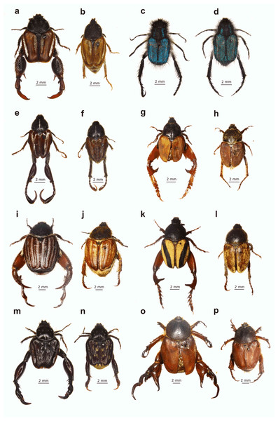 Examples of dimorphic South African monkey beetles showing diversity in body and hind leg shape and form, and colour pattern.