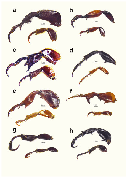 Diversity of male hind leg traits and weaponry for eight embedding monkey beetle species.