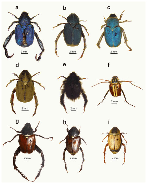 Examples of female colour polymorphism and non-dimorphic monkey beetles.