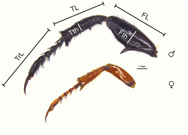 Male and female hind legs showing dimorphism scores.