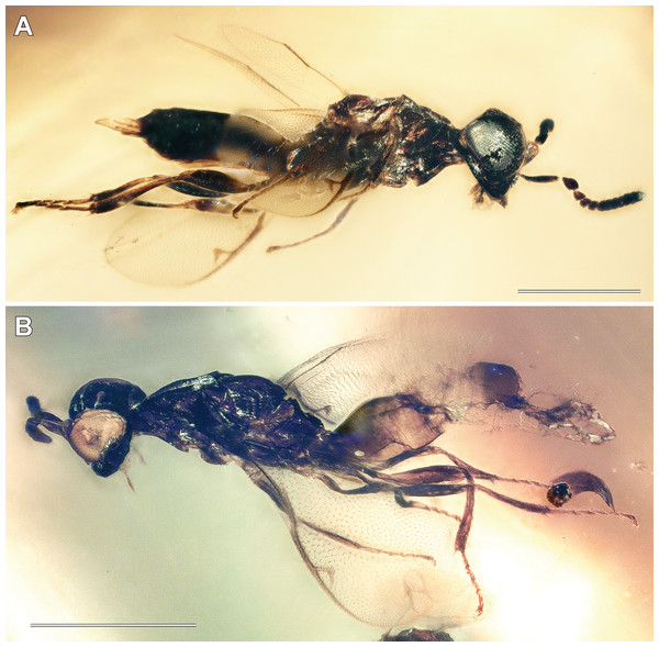Digital microscopic images of Diversinitus attenboroughi lateral habitus, males.