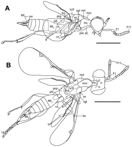 Habitus drawings of Diversinitus attenboroughi holotype, male.