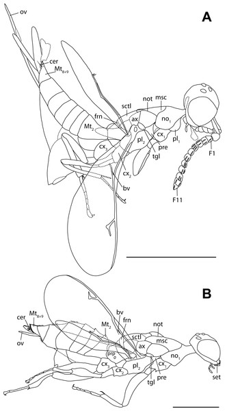 Habitus drawings of female holotypes of Burminata caputaeria (A) and Glabiala barbata (B).