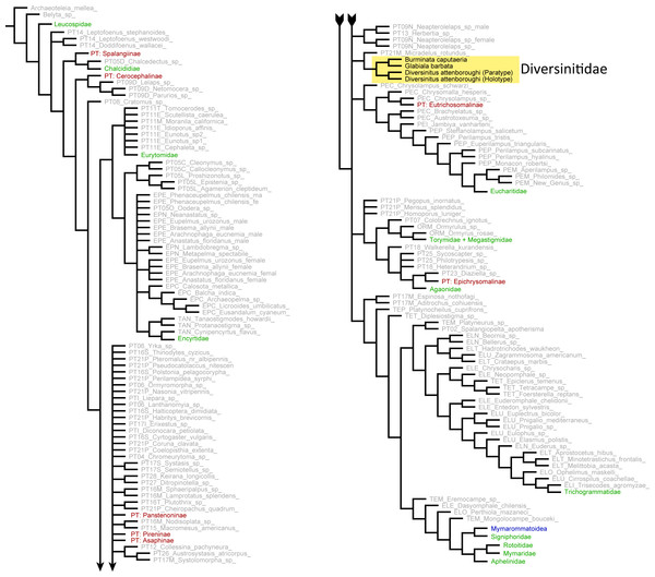 Phylogenetic placement of Diversinitidae within Chalcidoidea based on morphological characters.
