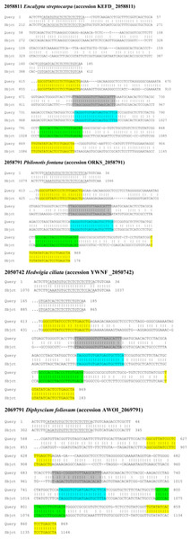 Pairwise sequence comparisons of selected nucleotide sequences of TAS6/TAS3-like loci from mosses with TAS6/TAS3 of Physcomitrella patens precursor RNA (accession JN674513).