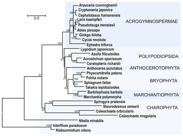 The phylogenetic tree constructed from conserved regions of SGS3 protein sequences from 27 selected streptophytes by the Neighbor-Joining method with 1000 bootstrap replications.