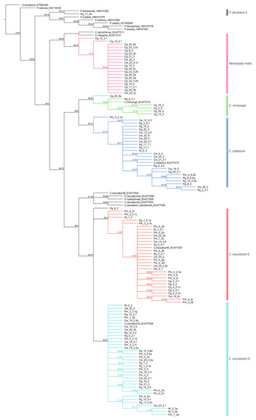 Phylogenetic tree of nematode sequences.