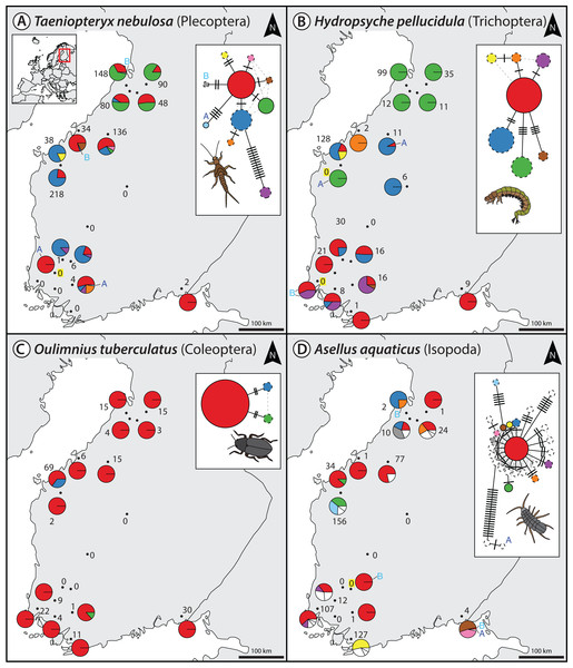 Haplotype maps and networks extracted from multi-species monitoring metabarcoding datasets amplified with the BF2+BR2 primer set for four abundant macroinvertebrate taxa (A = Taeniopteryx nebulosa, B = Hydropsyche pellucidula, C = Oulimnius tuberculatus, D = Asellus aquaticus).