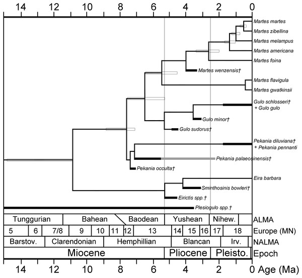 Phylogeny of gulonine mustelids with estimated divergence times and geologic ages of known fossils.