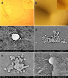 Behavior And Biocompatibility Of Rabbit Bone Marrow Mesenchymal Stem 