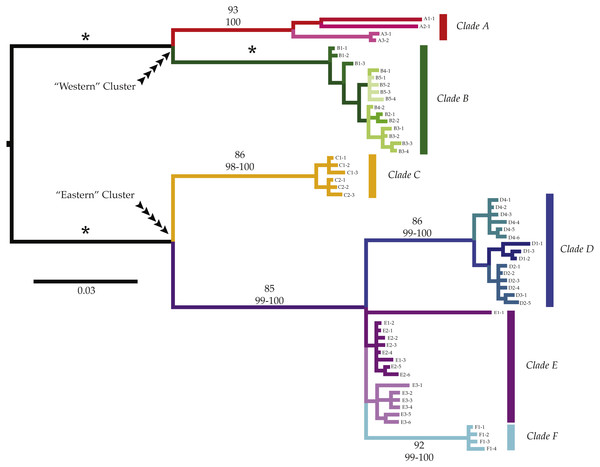 Phylogenetic patterns of Ligia from southern Africa.