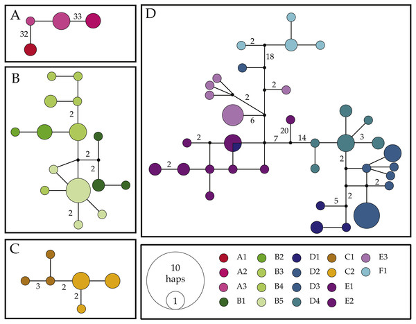 Haplotype networks for the COI mitochondrial gene fragment of Ligia from southern Africa.