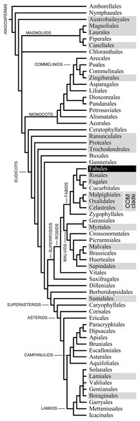 Phylogenetic relationships of the 64 orders of angiosperms according to Angiosperm Phylogeny Group et al. (2016; their Fig. 1).
